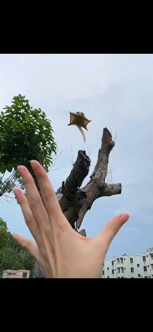 好运治愈视频欧美,好运传递，心灵疗愈之旅